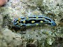 25- Le Phyllidia coelestis mesure environ 7cm - Passe de Kouare